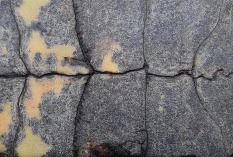 Background texture of tortoise shell. Turtle shell. Stock Photos