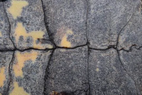 Background texture of tortoise shell. Turtle shell. Stock Photos