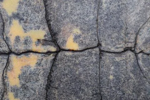 Background texture of tortoise shell. Turtle shell. Stock Photos