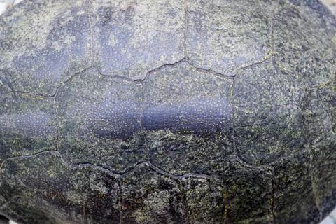 Background texture of tortoise shell. Turtle shell. Stock Photos