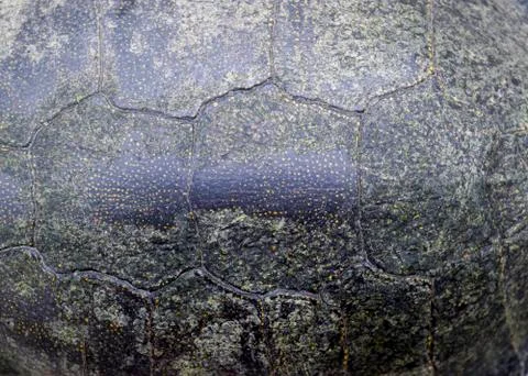 Background texture of tortoise shell. Turtle shell. Stock Photos