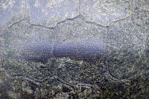 Background texture of tortoise shell. Turtle shell. Stock Photos