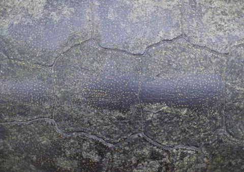 Background texture of tortoise shell. Turtle shell. Stock Photos