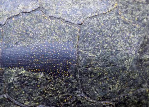 Background texture of tortoise shell. Turtle shell. Stock Photos