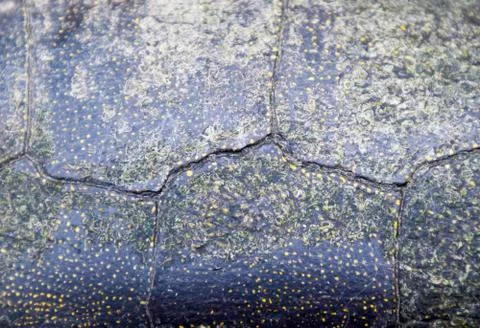 Background texture of tortoise shell. Turtle shell. Stock Photos