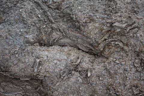 Background texture of a tree bark close-up Stock Photos