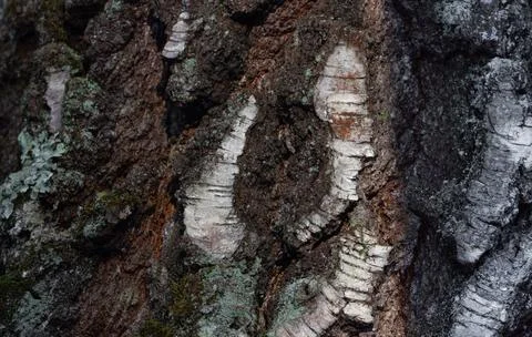 Background, texture. Tree bark with moss and white elements Stock Photos