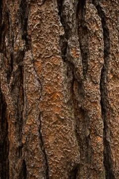 Background texture of tree bark. Old wood dry bark of the tree. Stock Photos