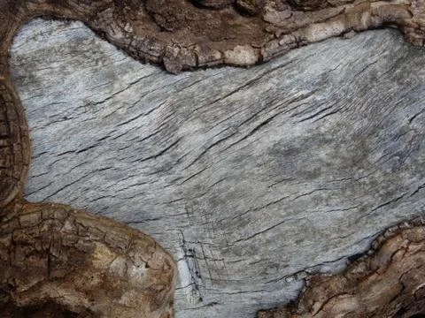 Background texture of tree bark. Stock Photos