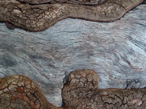 Background texture of tree bark. Stock Photos