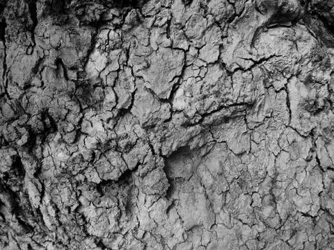 Background texture of tree bark. Stock Photos