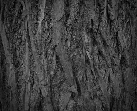 Background texture of tree bark. Foto stock