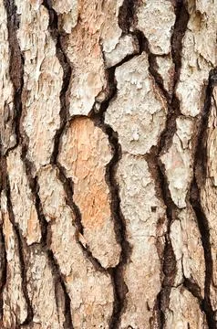 Background / texture of tree bark. Stock Photos