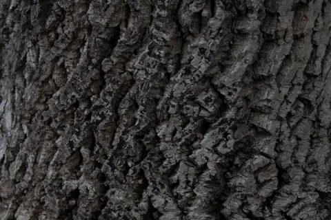 Background texture of tree bark. Skin the bark of a tree that traces cracking Stock Photos
