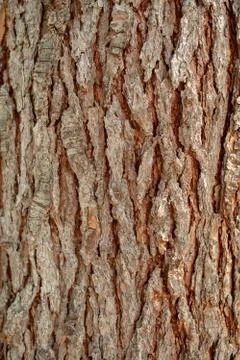 Background texture of tree bark. Skin the bark of a tree that traces cracking Foto stock