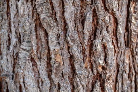 Background texture of tree bark. Skin the bark of a tree that traces cracking Foto stock