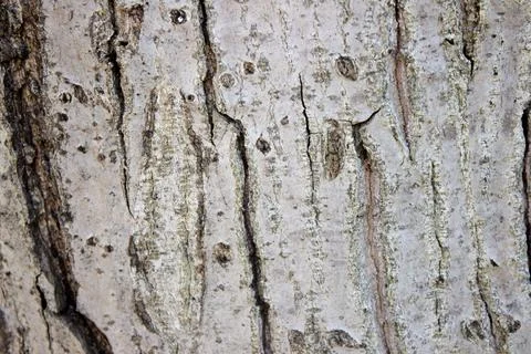 Background texture of tree bark. The trunk of an old walnut. Bark on a walnut Stock Photos
