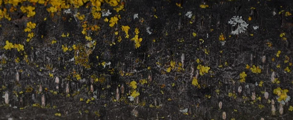 Background texture of a tree branch with a growth of green moss Foto stock