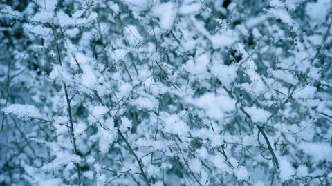 Background texture of tree branches of bushes covered with flakes of snow winter Stock Footage 149340560