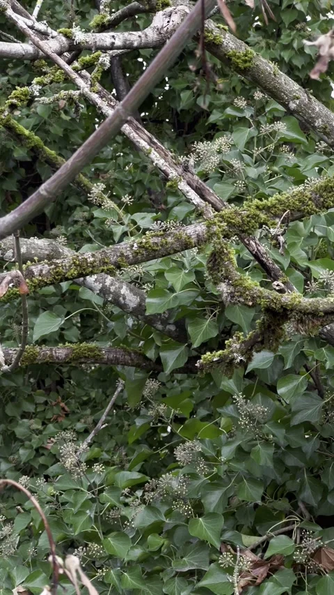 Background texture tree branches bushes leaves moss Stock Footage 241005557