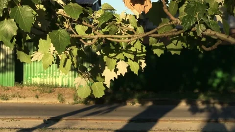 Background texture tree leaves in the golden hour 120fps Stock Footage 159274631