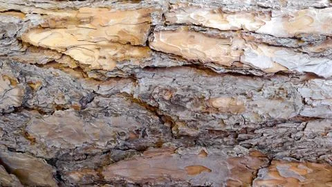 Background texture of tree,background texture pattern.closeup view Stock Photos