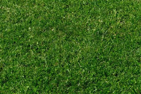 Background texture trimmed grass on the lawn Stock Photos
