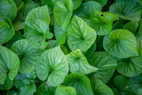 Background texture of viola leaves Stock Photos