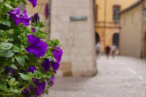 Background texture violet Petunia on the old street. Annual summer flowers cl Stock Photos