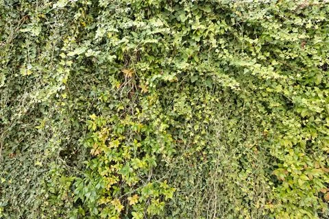 Background texture of a wall made with climbing plantsbackground texture of.. 库存照片