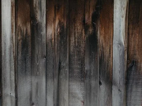 The background texture of the wall is made of gray old wooden boards. Close-u Stock Photos