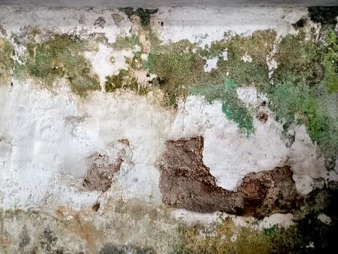 The background texture of the wall is peeling and overgrown with mushrooms Stock Photos