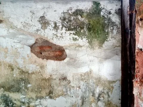 The background texture of the wall is peeling and overgrown with mushrooms Stock Photos