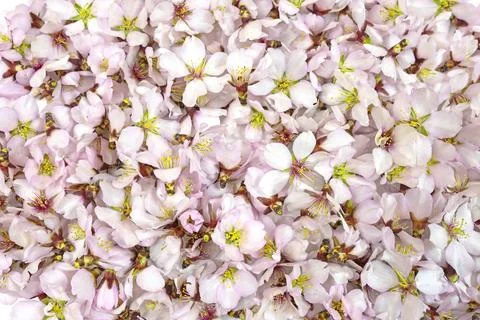 Background, texture, wallpaper, multitude of small pink flowers of almond t.. Stock Photos