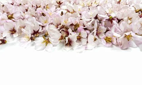Background, texture, wallpaper, multitude of small pink flowers of almond t.. Foto stock