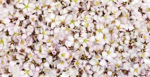 Background, texture, wallpaper, multitude of small pink flowers of almond t.. Stock Photos