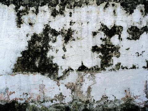 Background texture of walls overgrown with moss. scary horror background conc Stock Photos