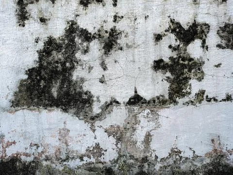 Background texture of walls overgrown with moss. scary horror background conc Stock Photos