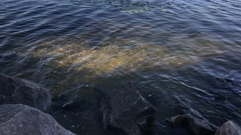 Background texture water in the river ripples. Stock Footage 159274241