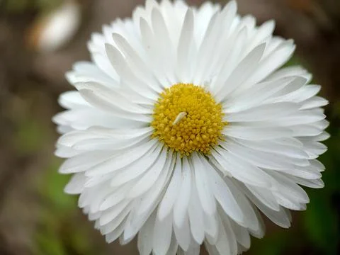 Background texture of a white daisy outdoors Stock Photos