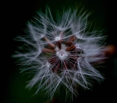 Background texture of white dandelion, also called dandelion Photos