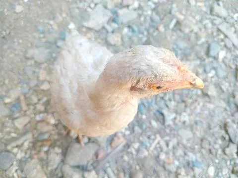 Background texture of white feathered chicks Stock Photos