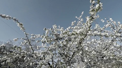 Background texture white flowering tree against the sky Stock Footage 128351864