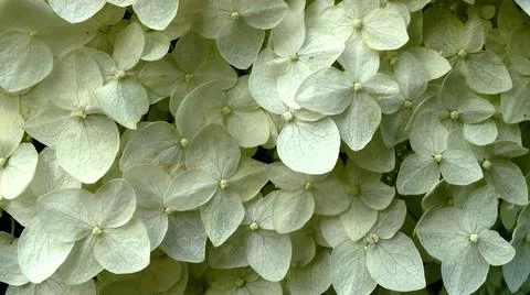 Background texture of white hydrangea flowers Stock Photos