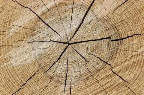 Background texture of wooden section Stock Photos