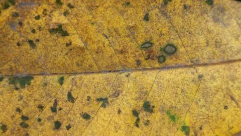 Background texture yellow leaf fiber for creative banner design or greeting.. Stock Photos