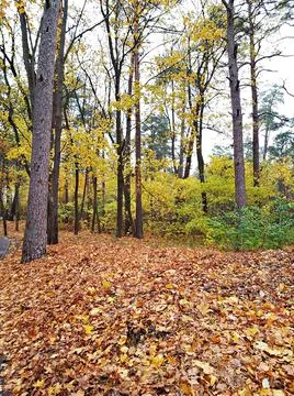 Background texture of yellow leaves on trees in the forest and parks of Autum 写真素材