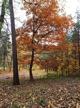 Background texture of yellow leaves on trees in the forest and parks of Autum 写真素材