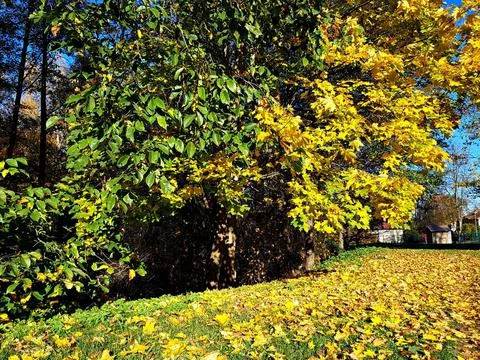 Background texture of yellow leaves on trees in the forest and parks of Autum Stock Photos