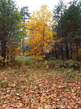 Background texture of yellow leaves on trees in the forest and parks of Autum 写真素材